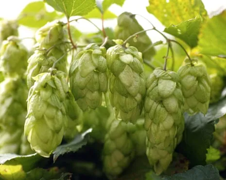 Create A Personal Brewing Corner: Growing Hops Turns Out Easy and Satisfying